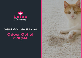 Get-Rid-of-Cat-Urine-Stains-and-Odour-Out-of-Carpet