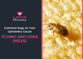 Common-Bugs-on-Your-Upholstery-Cause-Itching-and-Other-Disease-