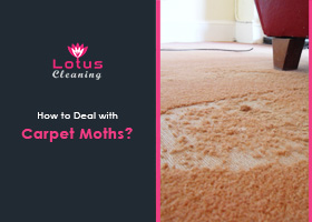 How-to-Deal-with-Carpet-Moths